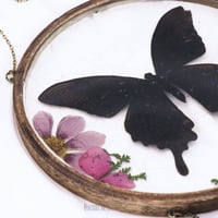 سن كاتشر- لوحه ريزن فراشه حقيقيه