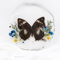 مجموعه الفراشات