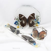 مجموعه الفراشات