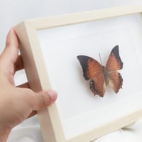 فراشه بنيه في برواز