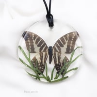 تعليقه سياره فراشه حقيقيه