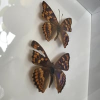 فراشه بنفسجيه