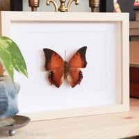 فراشه بنيه في برواز