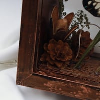 فراشه ملونه