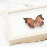 فراشه بنيه في برواز