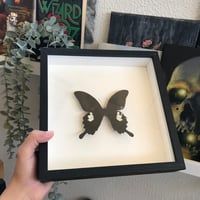 فراشه سوداء