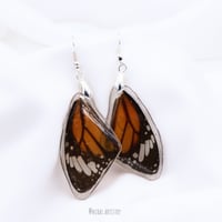 butterfly earrings