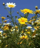 بذور زهرة الاقحوان التاجي - الأراولا (Chrysanthemu...