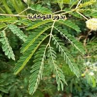 بذور اللوكاينا