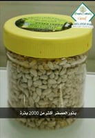 بذور العصفر او القرطم حسب الوزن