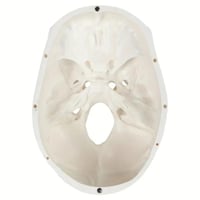 مجسم جمجمة كبير بالحجم الطبيعي