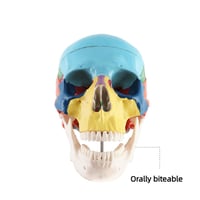 نموذج جمجمة ملون صغير