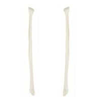 عظم Fibula - عظام الأطراف السفلية بالحجم الحقيقي