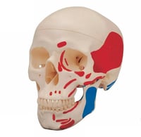 مجسم جمجمة الأنسان