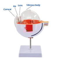 مجسم تشريح العين
