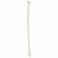 عظم Fibula - عظام الأطراف السفلية بالحجم الحقيقي