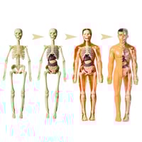 نموذج تشريح جسم الإنسان