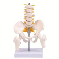 مجسم حوض - الفقرات السفلى - مفصل الفخذ