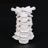 مجسم الفقرات الرقبية (Cervical)