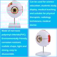 مجسم تشريح العين