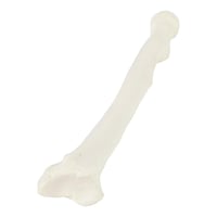 عظم Radius - عظام الأطراف العلوية بالحجم الحقيقي