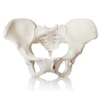 مجسم حوض أنثى