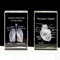 نموذج تشريحي ثلاثي الابعاد