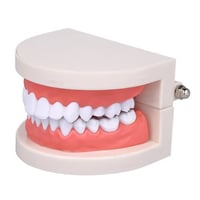 مجسم الاسنان