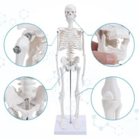هيكل عظمي 45 سم