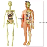نموذج تشريح جسم الإنسان