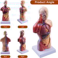 مجسم جسم الإنسان