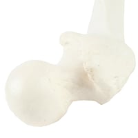 عظم Femur - عظام الأطراف السفلية بالحجم الحقيقي