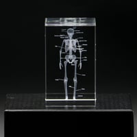 نموذج تشريحي ثلاثي الابعاد