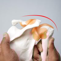 مجسم مفصل الكتف