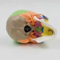 نموذج جمجمة ملون صغير