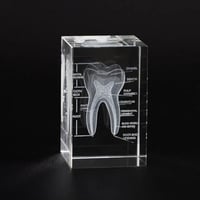 نموذج تشريحي للضرس ثلاثي الابعاد