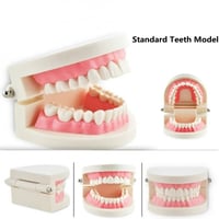 مودل الأسنان