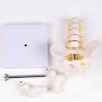 مجسم حوض - الفقرات السفلى - مفصل الفخذ