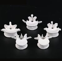 مجسم الفقرات القطنية (Lumbar)