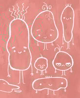 بطاطا الكنبة