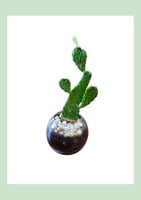 صبار ياباني