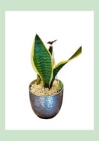 صبار جلد النمر