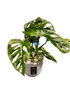 مونستيرا أدنسوني