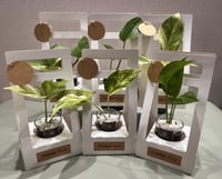 مجموعة فاخرة بكج مكون من 6 قطع كهدايا لنبتة البوتس