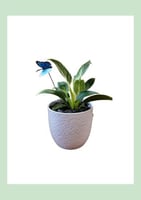 فيلودندرون بيركين