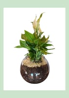 زنبق السلام