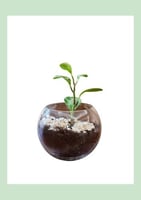 بيبي بروبر بلانت