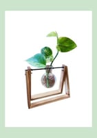 نبتة بوتس بقاعدة خشبية