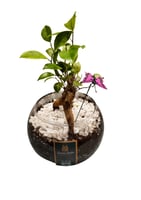 بونساي جنسينج صغير