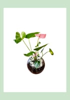 أنثوريوم حمراء